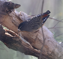 Pardalotus punctatus