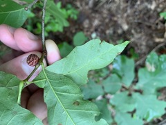 Kokkocynips imbricariae