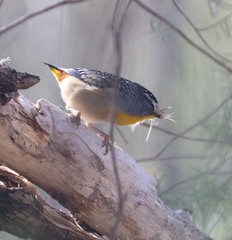Pardalotus punctatus