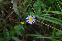 Aster indicus