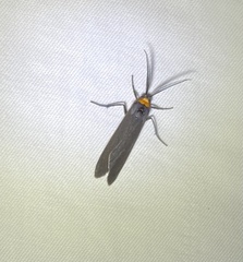 Cisseps fulvicollis