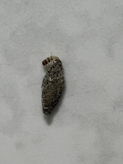 Phereoeca uterella