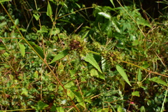 Melochia corchorifolia