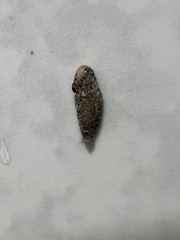 Phereoeca uterella