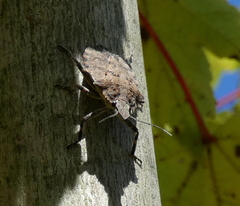 Brochymena quadripustulata
