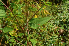 Melochia corchorifolia