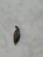 Phereoeca uterella