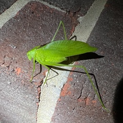 Amblycorypha