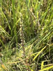 Amaranthus cannabinus
