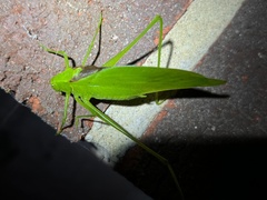 Amblycorypha