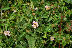 Melochia corchorifolia