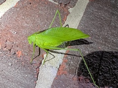 Amblycorypha