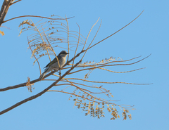 Gavicalis virescens