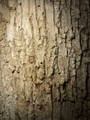 Fraxinus americana