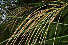 Miscanthus sinensis