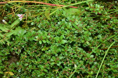 Rotala indica