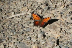 Polygonia progne