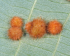 Caryomyia hirtiglobus