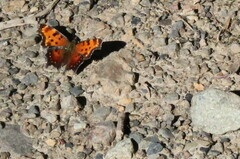 Polygonia progne