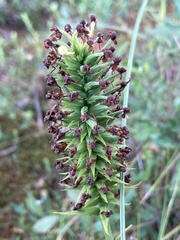 Platanthera cristata