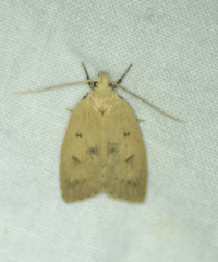 Machimia tentoriferella