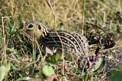 Ictidomys tridecemlineatus