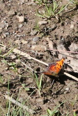 Polygonia progne