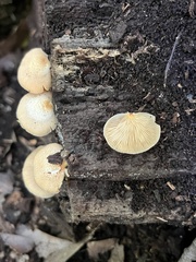 Crepidotus crocophyllus