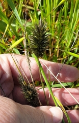 Enneapogon nigricans