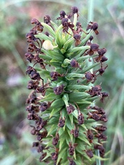 Platanthera cristata