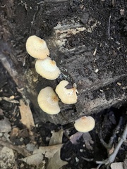 Crepidotus crocophyllus