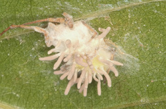 Gibellula