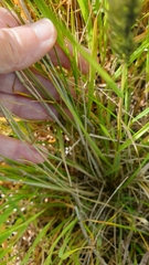 Enneapogon nigricans