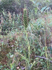 Platanthera cristata