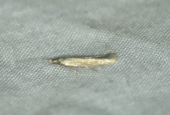 Coleophoridae