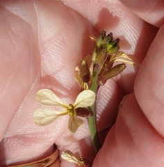 Brassiceae