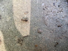 Prenolepis imparis