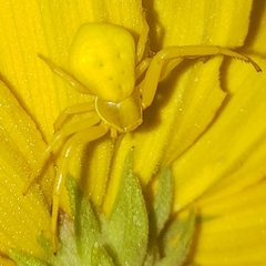 Thomisidae