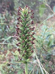 Platanthera cristata