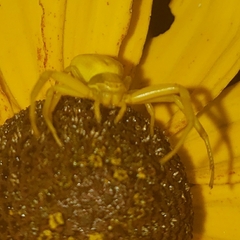 Thomisidae