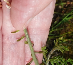 Brassiceae