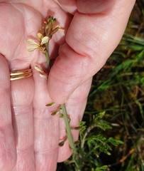 Brassiceae