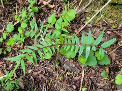 Zanthoxylum ailanthoides