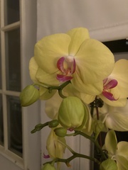 Phalaenopsis