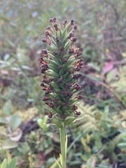 Platanthera cristata