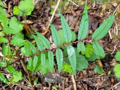 Zanthoxylum ailanthoides