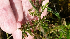 Brassiceae