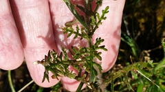 Brassiceae