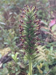 Platanthera cristata