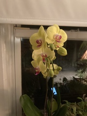 Phalaenopsis
